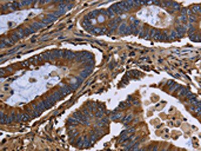 FGB Antibody