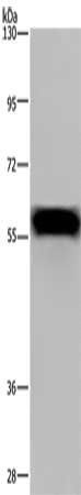 FGB Antibody