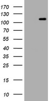Fibrinogen gamma chain Antibody