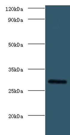 Fgf23 Antibody
