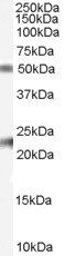 Fibulin 5/FBLN5 Antibody