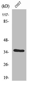 VEGFD Antibody