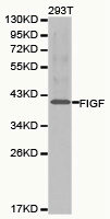 VEGFD Antibody