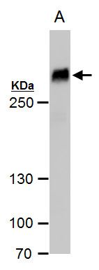 filamin B Antibody