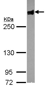 filamin B Antibody