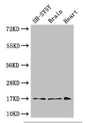 FIS1 Antibody
