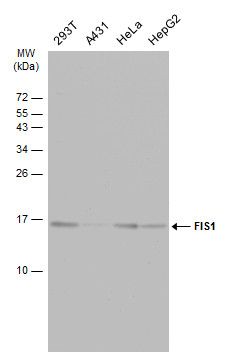 FIS1 antibody