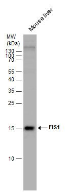 FIS1 antibody