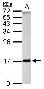 FIS1 antibody