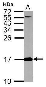 FIS1 antibody