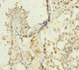 FKBPL Antibody
