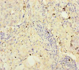 FKBPL Antibody