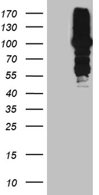 KLF11 Antibody
