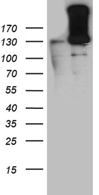 KLF11 Antibody