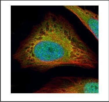 Flightless I Rabbit Polyclonal Antibody