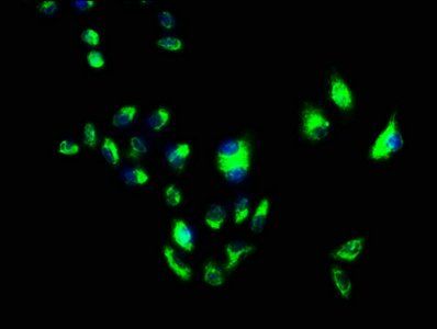 FLOT1 Antibody