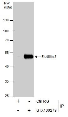 flotillin 2 Antibody