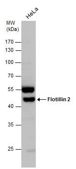 flotillin 2 Antibody