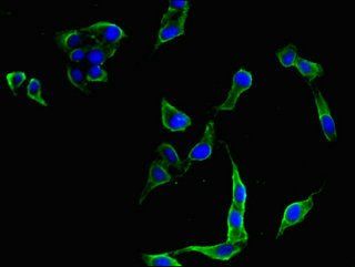 FLT4 Antibody