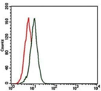 FN1 Antibody