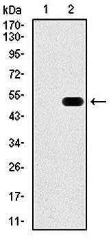 FN1 Antibody