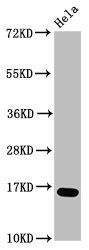 HIST1H3A Antibody
