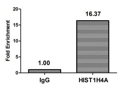 HIST1H4A Antibody