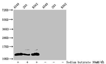 HIST1H4A Antibody