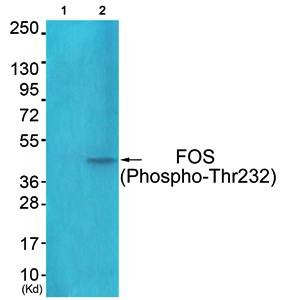 FOS (Phospho-Thr232) Antibody