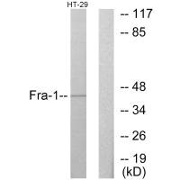 FOSL1 Antibody