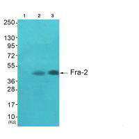 FOSL2 Antibody