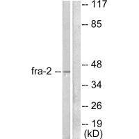 FOSL2 Antibody