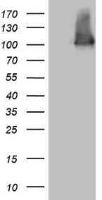 FOXC2 Antibody