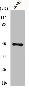 FOXD3 Antibody