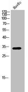 FOXE1 Antibody