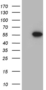 FOXN2 Antibody