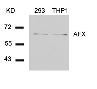 FOXO4 Antibody