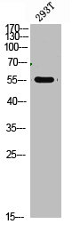 FOXO4 Antibody