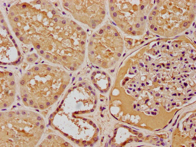 FOXO4 Antibody