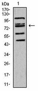 FOXP2 Antibody