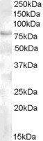 FOXP2 (C terminus) Antibody