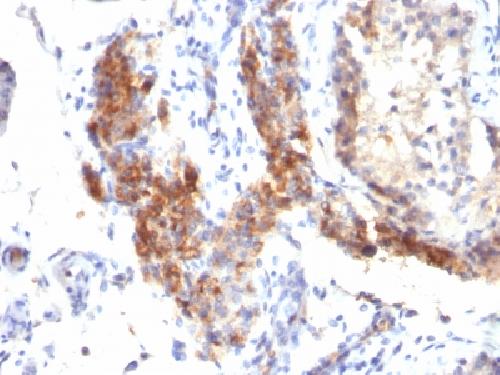 CD276 Antibody