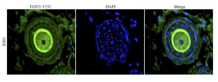 FOXP3 Rabbit Polyclonal Antibody (FITC)