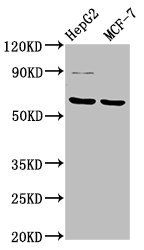 FPGS Antibody