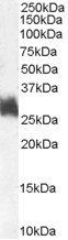 FRA1/FOSL1 Antibody
