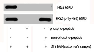 FRS2 Antibody