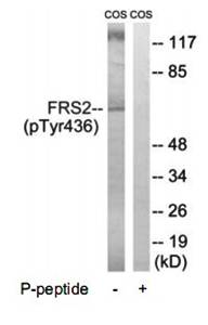 FRS2 (Phospho-Tyr436) Antibody