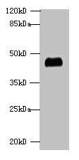 ALDOA Antibody