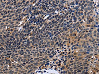 FSTL1 Antibody