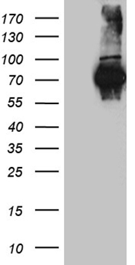 FUBP3 Antibody